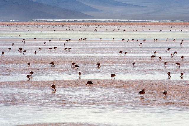 Andean_Flamingos_Laguna_Colorada_Bolivia